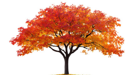 Autumn tree, transparent background