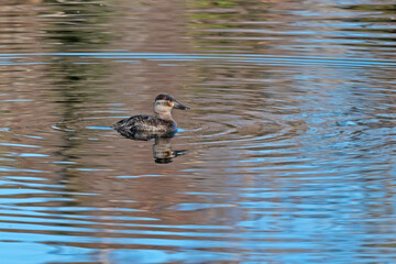 Juvenile duck swimming in a freshwater lake.