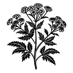 black and white flowers