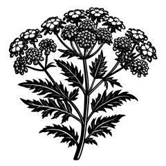 black and white flower