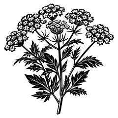 black and white flowers