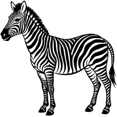 zebra vector illustration