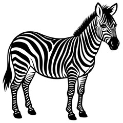 zebra vector illustration