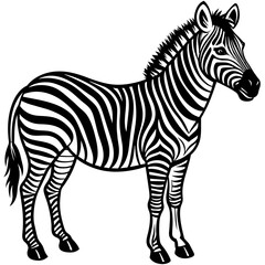 zebra vector illustration