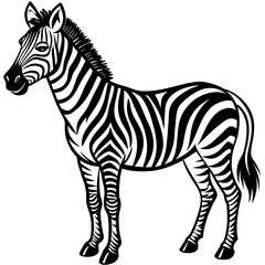 Fototapeta premium zebra vector illustration