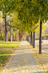camino en el parque en otoño