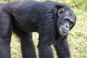 Chimpanzees in the last freedom?
