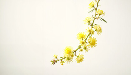 Delicate yellow flowers on branch against white background
