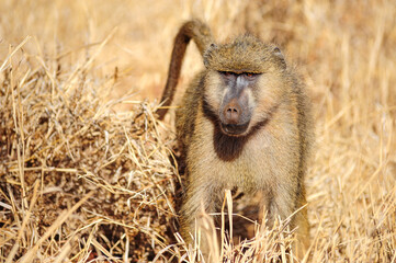 baboon sitting on the ground