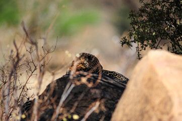 Leopard in the savannah