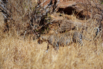 Leopard resting in the grass