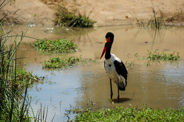 Saddle billed stork