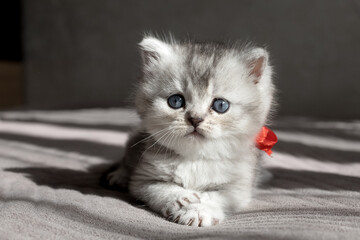 Fototapeta premium Highland Straight silver kitten runs.the close-up of the shooting