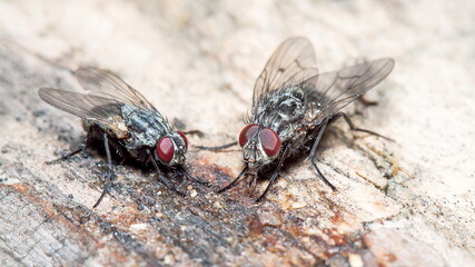 fly on a leaf