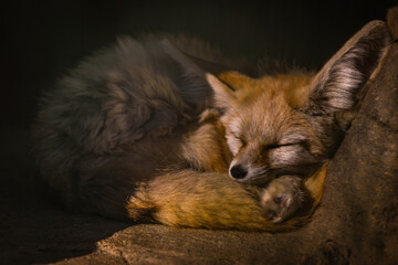 Sleeping Fennec Fox