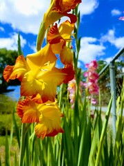 beautiful yellow, red, and pink Gladiolus flowers against the blue sky