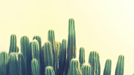 Close-up of numerous green cacti against a light background.