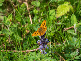 Pearl-boardered Fritillary Butterfly on Bugle