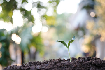 small sprout growing macro plant closeup
