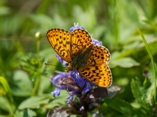 Pearl-boardered Fritillary Butterfly on Bugle