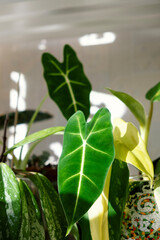 A young leaf of Alocasia micholtsii in sunlight on shelf among other plants.Floral interior decor, indoor plants.Favorite hobby.Plant care.Closeup.Selective focus
