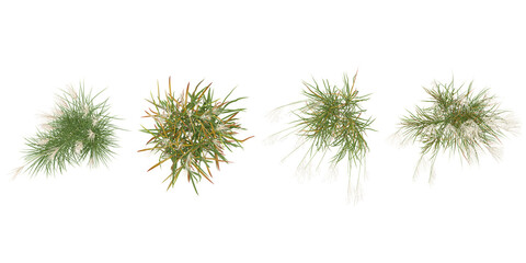 photorealistic 3D rendering of Miscanthus grass on transparent background from the top view