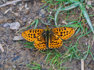 Pearl-boardered Fritillary Butterfly  on the Ground