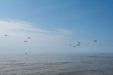 Birds flying over the sea in the blue sky