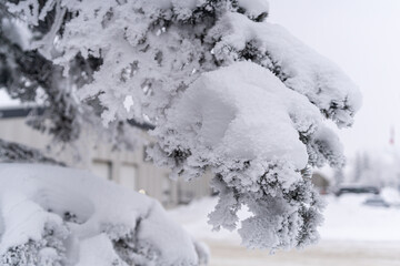 trees covered in snow on city urban street