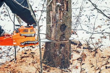 Lumberjack cuts tree in forest with a chainsaw