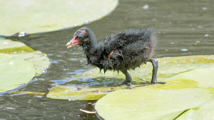 black and white duck