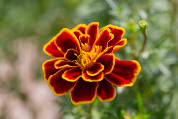 French marigold flowers or Tagetes patula or marigold bolero have reddish-orange petals with a combination of yellow. This annual herb in the daisy family has pinnate green leaves.
