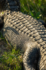 Brazoria National Wildlife Refuge, Brazoria, Texas, USA - May 18, 2023 - An American Alligator sunbathes in a marsh in the Brazoria National Wildlife Refuge in Brazoria, Texas. 