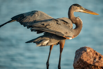 Surfside Beach, Texas, USA - October 19, 2024 - A fishes in the Intercoastal Waterway just after sunrise. 