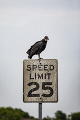 Brazoria National Wildlife Refuge, Brazoria, Texas, USA - April 2, 2023 - A vulture sits atop a speed limit sign in a wildlife refuge in South Texas. 
