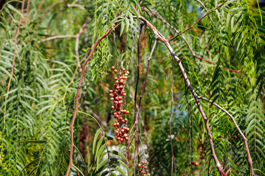 Branch of Schinus molle with leaves and mature fruits. American, false or rose pepper. Bright pepper, peppercorn or California tree. Peruvian peppertree, escobilla, molle del Peru. Canary islands
