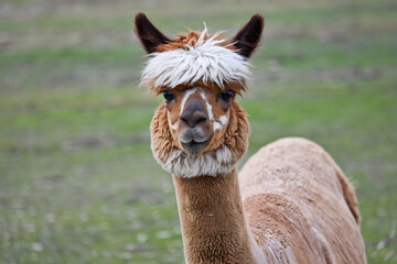 Obraz premium Brown white alpaca with blue eyes stands in grassy field, staring ahead