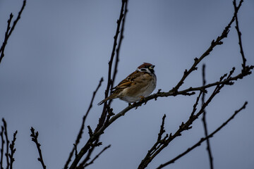 funny little birds sitting on a branch and looking into the distance