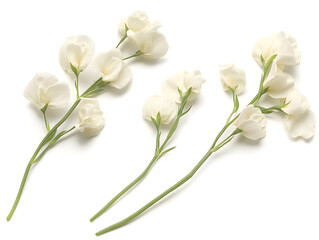 Obraz premium lily of the valley