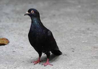 City doves or City pigeons (Columba livia f. domestica) Coco Park Fortaleza - Ceara, Brazil,
