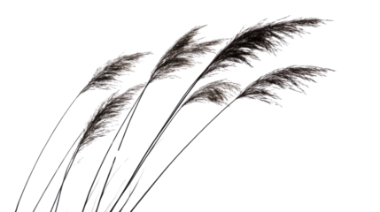 Tall grass in the wind, transparent background