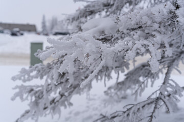 trees covered in snow on city urban street