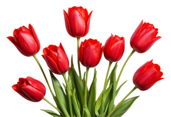 Fototapeta premium Elegant Classic Red Tulips in Full Bloom
