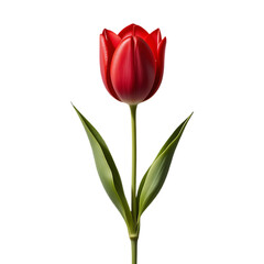 Obraz premium Elegant Classic Red Tulips in Full Bloom