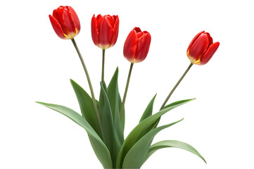 Fototapeta premium Elegant Classic Red Tulips in Full Bloom