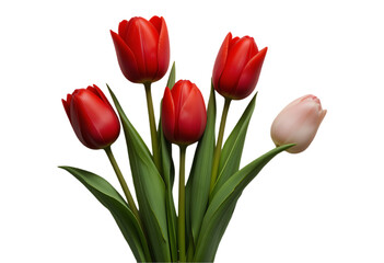 Elegant Classic Red Tulips in Full Bloom