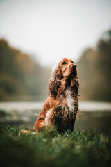 Cocker Spaniel portrait by a lake
