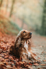 Cocker Spaniel in autumn setting