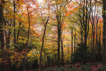 autumn in the forest