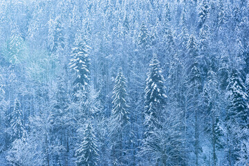 Winter wonderland: snow covering pine trees in a magical forest